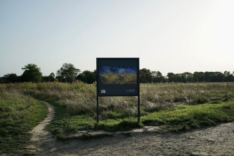 A wheat field without crows