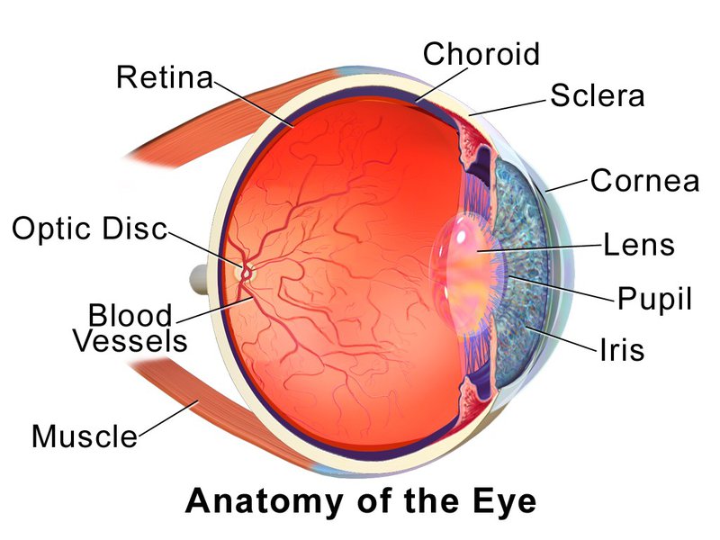 Anatomy of the human eye, which includes the cornea, iris, pupil, lens, and retina.