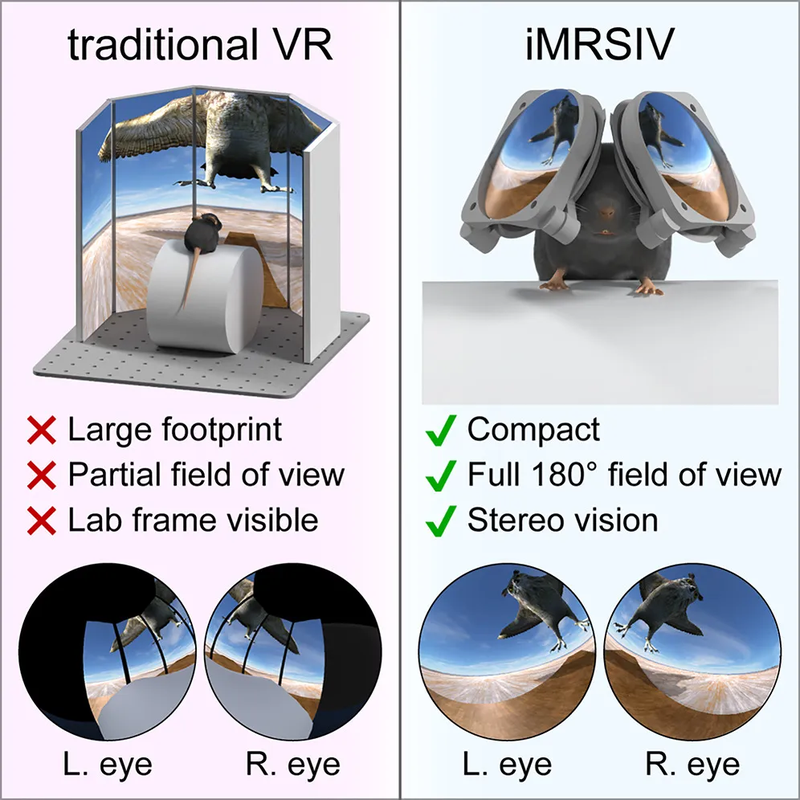 vr mice experiment